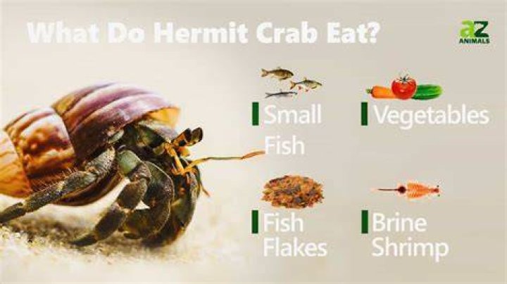Can hermit crabs eat chicken?