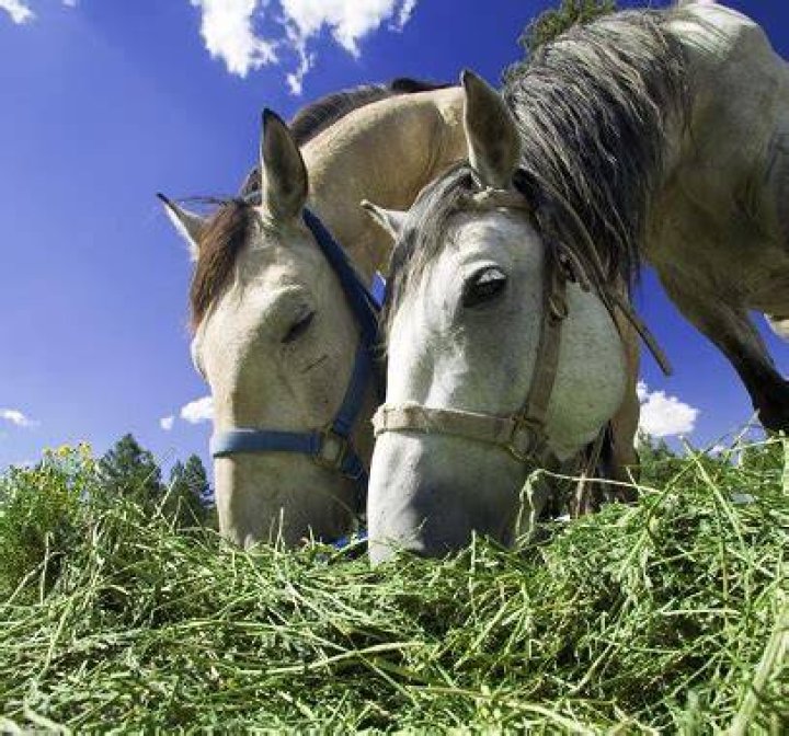 Can horses with Cushings eat alfalfa?