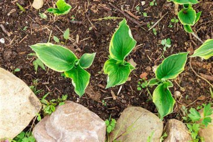Can hostas be grown from cuttings?