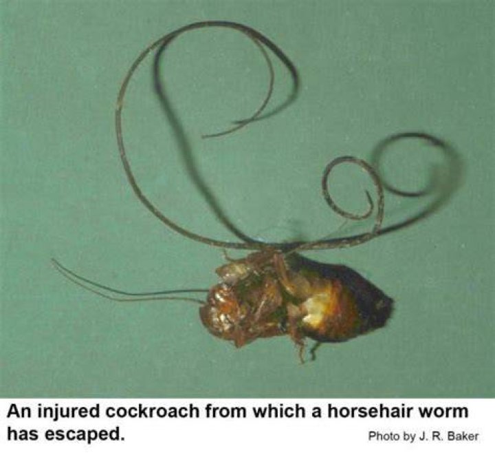 Can humans be infected by horsehair worms?