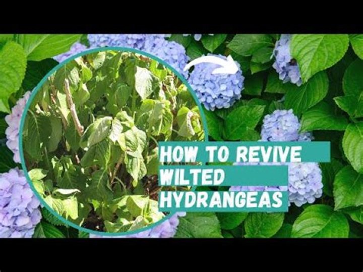 Can hydrangeas recover from overwatering?