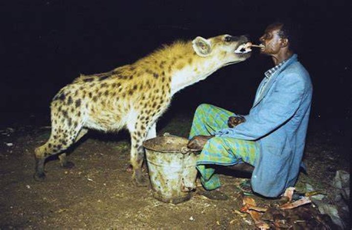 Can hyenas bond with humans?