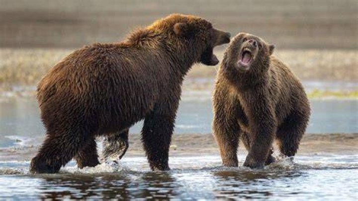 Can I beat a bear in a fight?