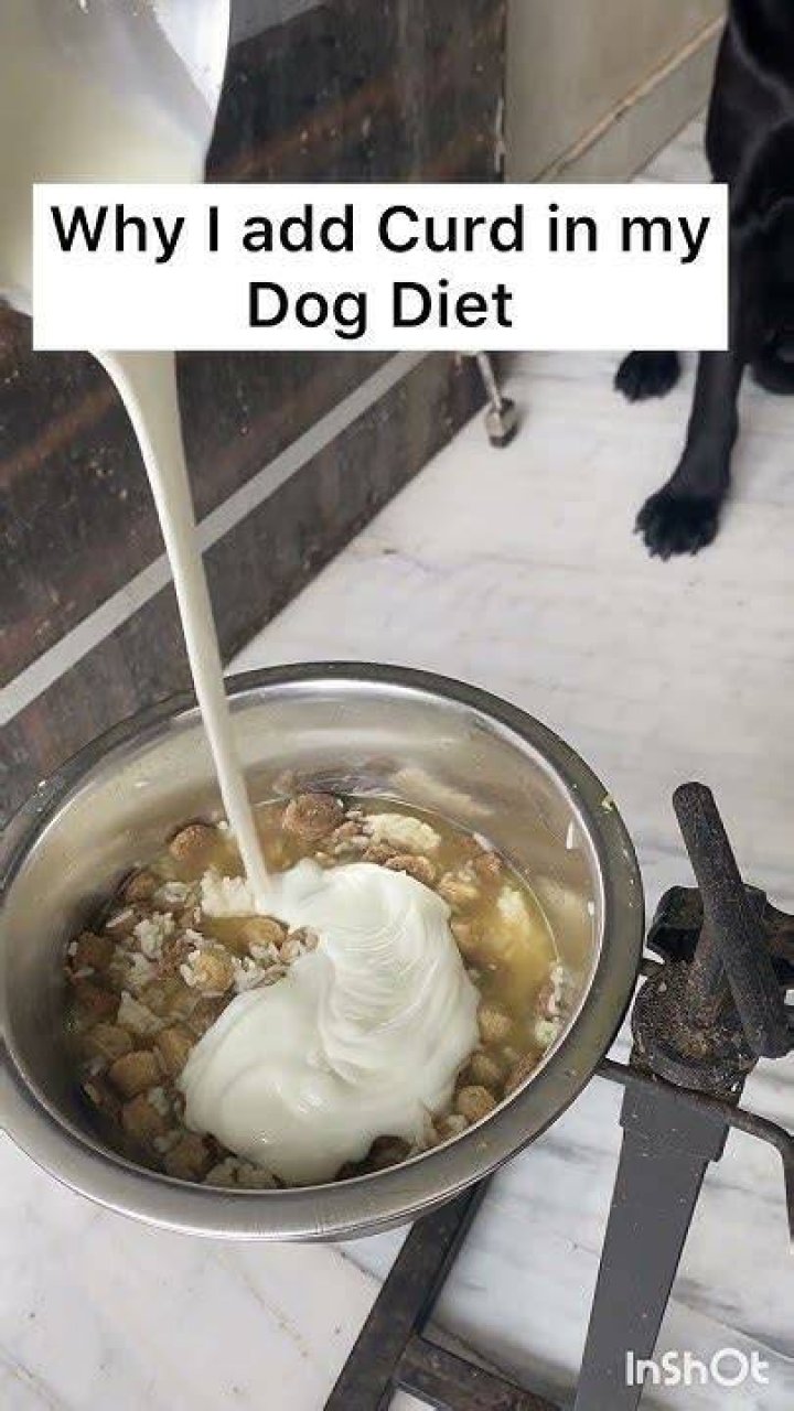 Can I give curd with egg to my dog?