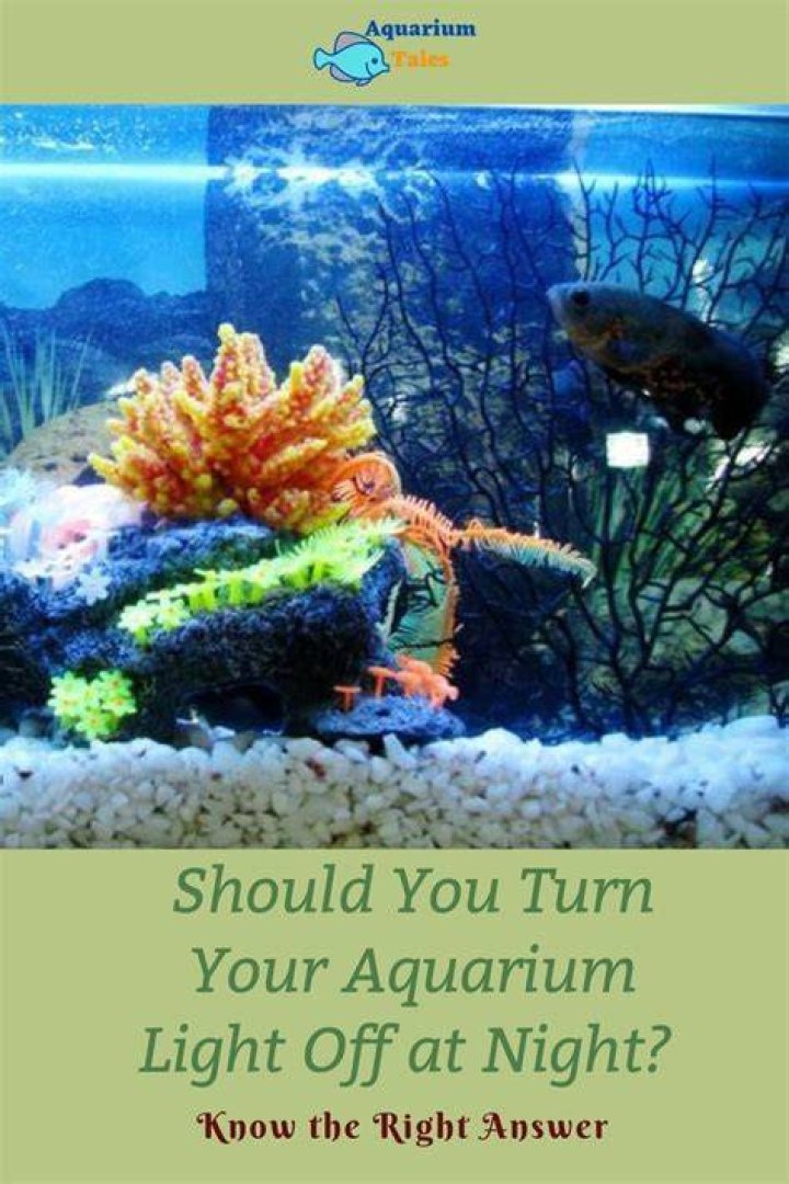 Can I leave my fish tank light off while on vacation?