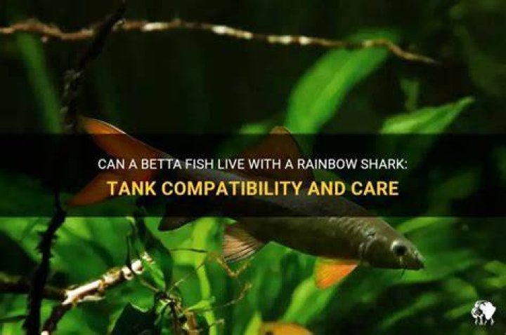 Can I put a rainbow shark with a Betta?