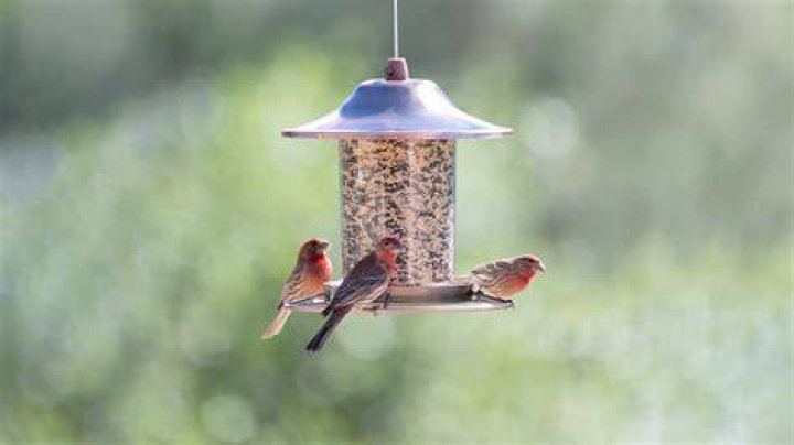 Can I put bird feeders back out 2022?