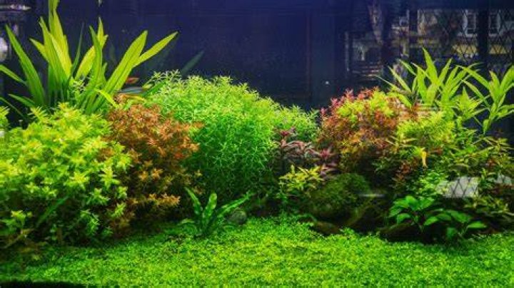 Can I put garden plants in my fish tank?