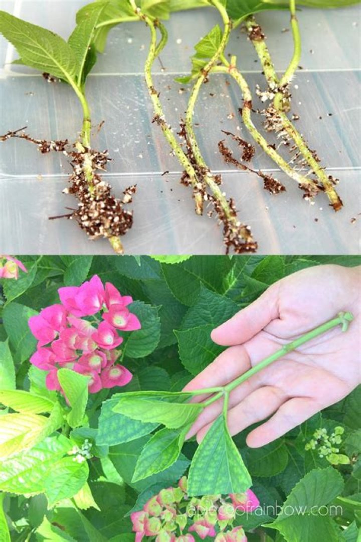 Can I root hydrangea cuttings in water?