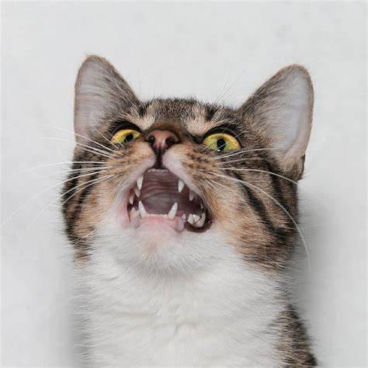 Can I scream at my cat?