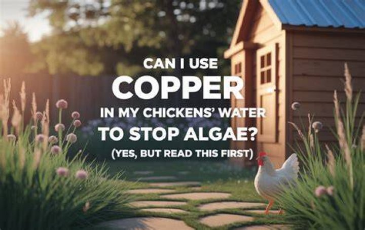 Can I spray my chickens with water?