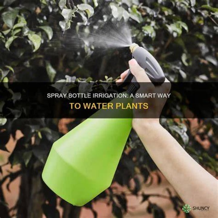 Can I spray water on my plants everyday?