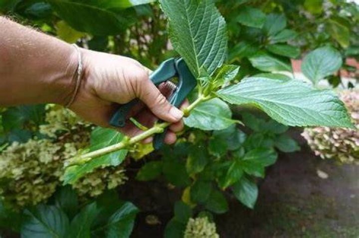 Can I take cuttings from hydrangea now?