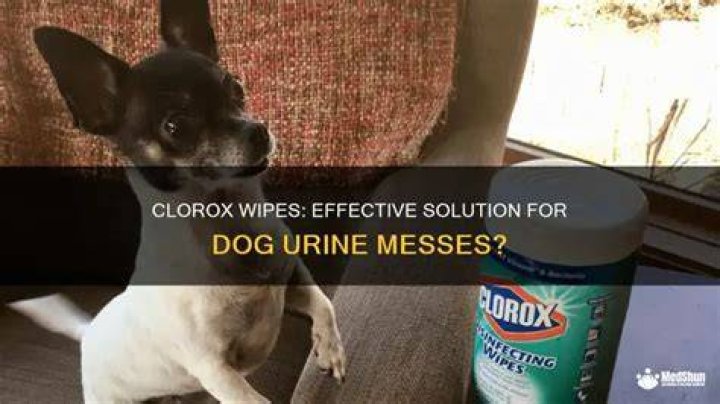 Can I use Clorox wipes on my dog's paws?