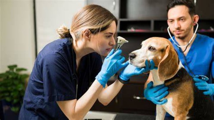 Can I work as a vet in France?