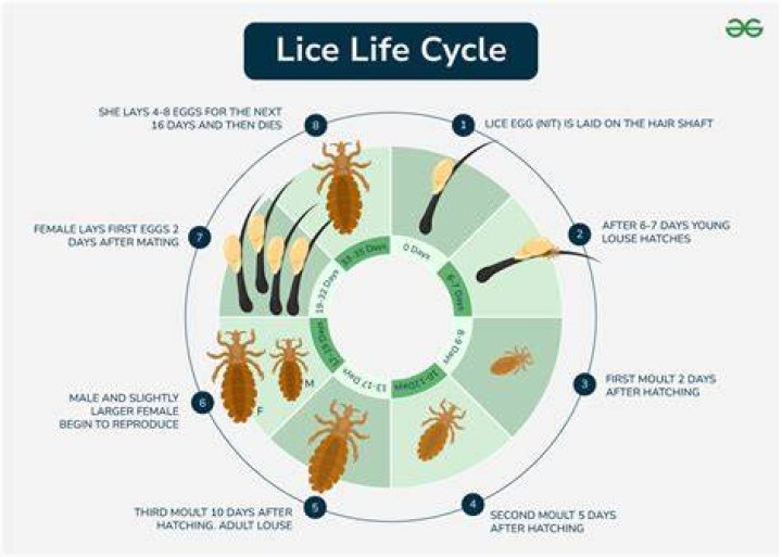 Can lice come back to life?