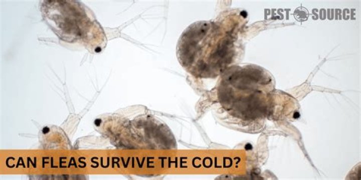 Can lice survive in cold water?