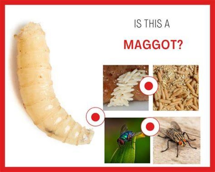 Can maggots hurt you?