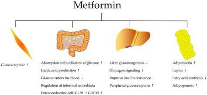 Can metformin make diabetes worse?