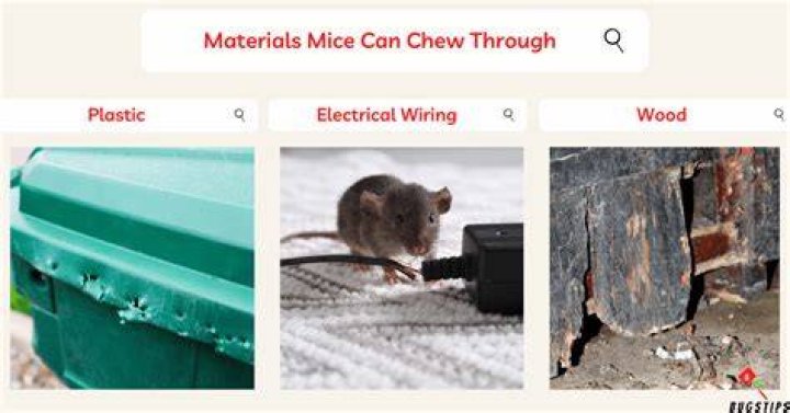Can mice chew through Clothes?
