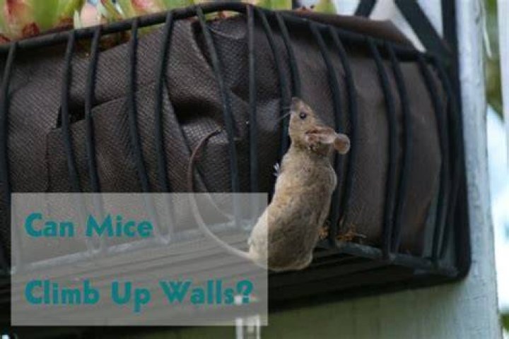 Can mice walk up walls?