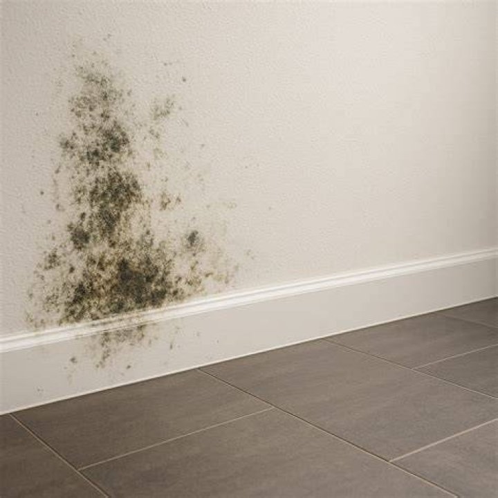 Can mold disappear by itself?
