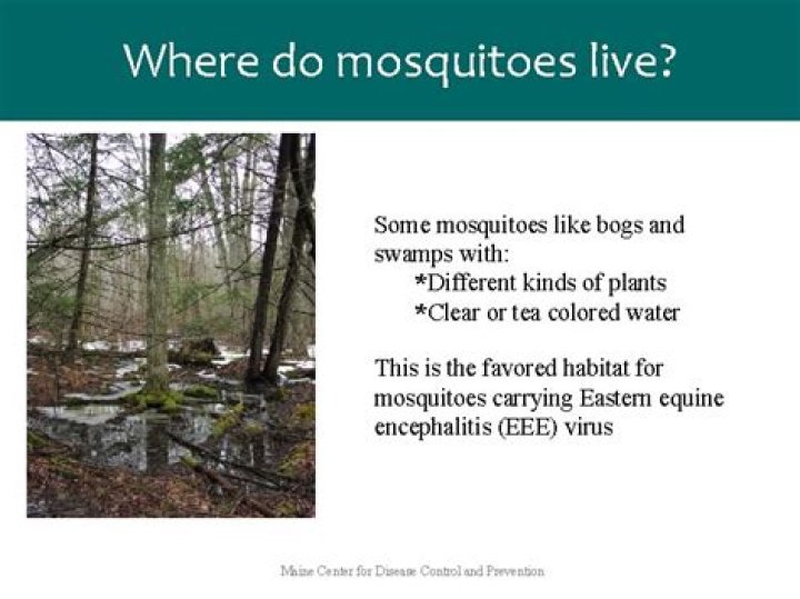 Can mosquitoes live in dirt?