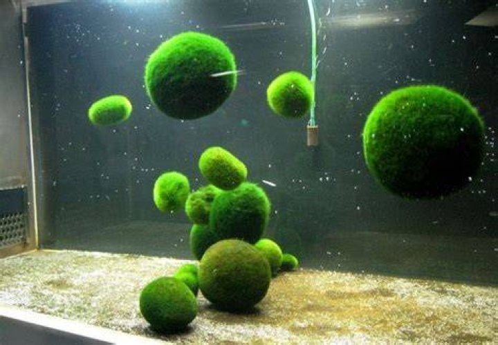 Can moss balls have babies?