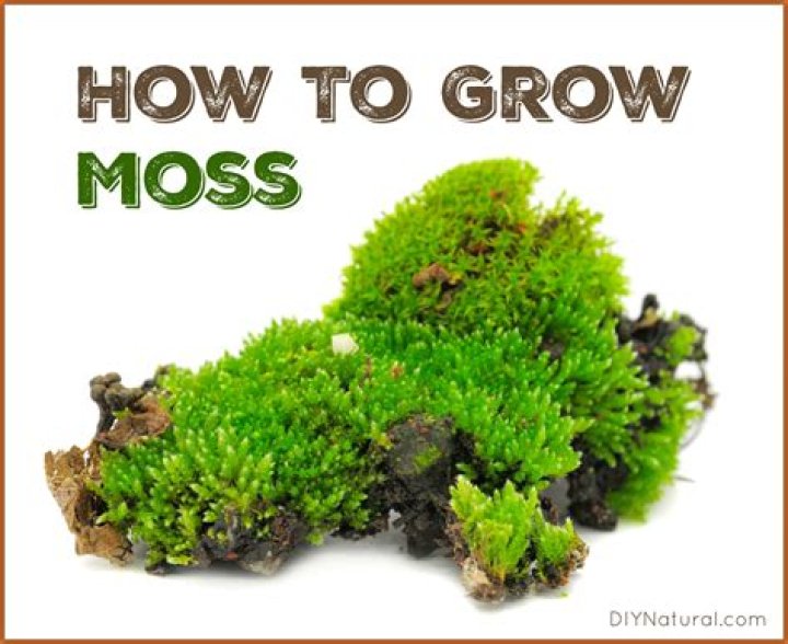 Can moss get you high?