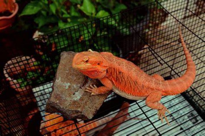 Can my bearded dragon get high?
