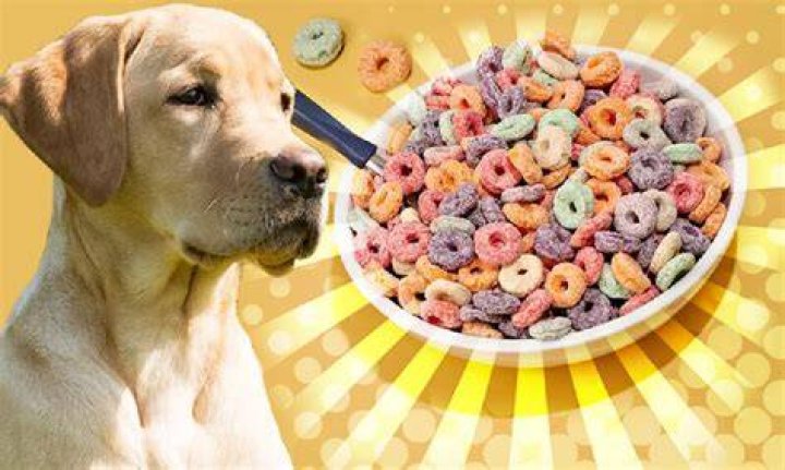 Can my dog eat cornflakes?