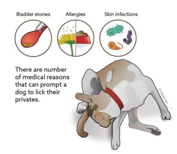 Can my male dog smell my period?