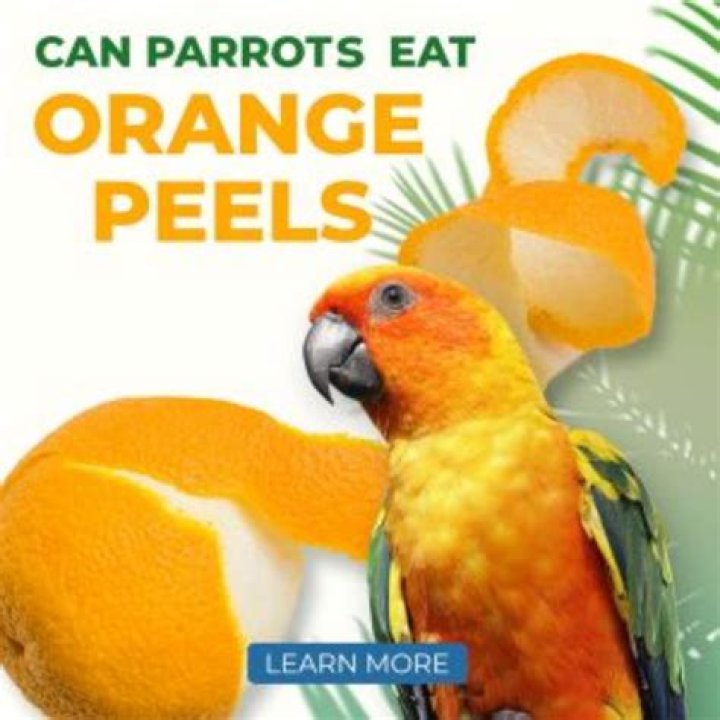 Can my parrot eat orange peel?