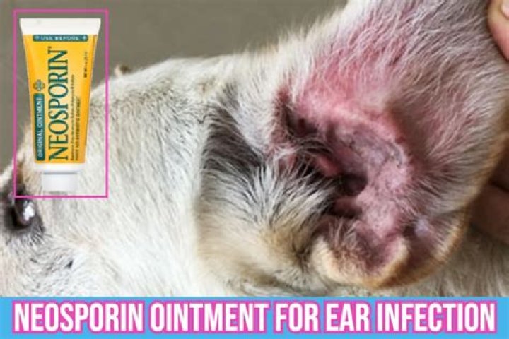 Can Neosporin be used on dogs?