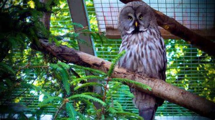 Can owls be pets?