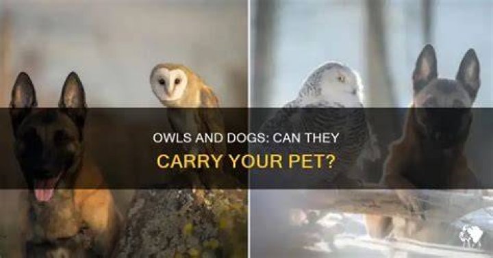 Can owls carry dogs?