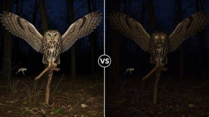 Can owls see people?