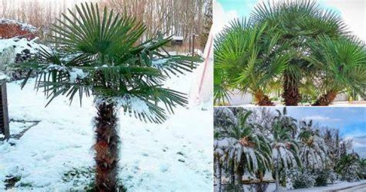 Can palm trees grow in cold weather?