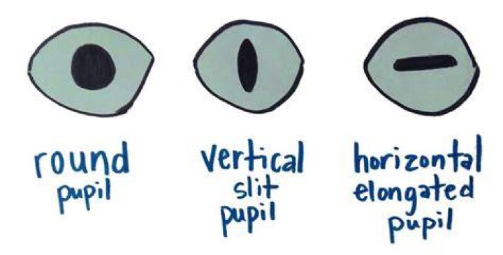 Can people be born with slit pupils?