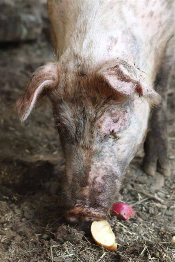 Can pigs eat apples?