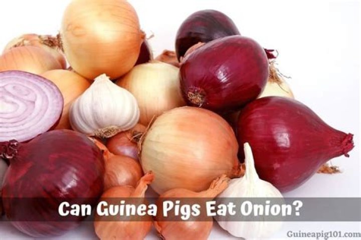 Can pigs eat onions?
