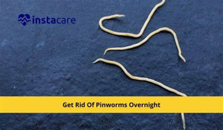 Can pinworms travel to the brain?