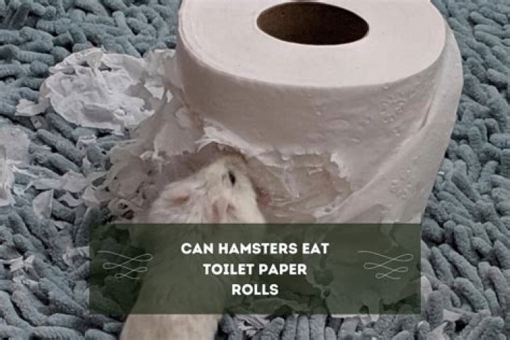 Can rabbits eat toilet roll tubes?