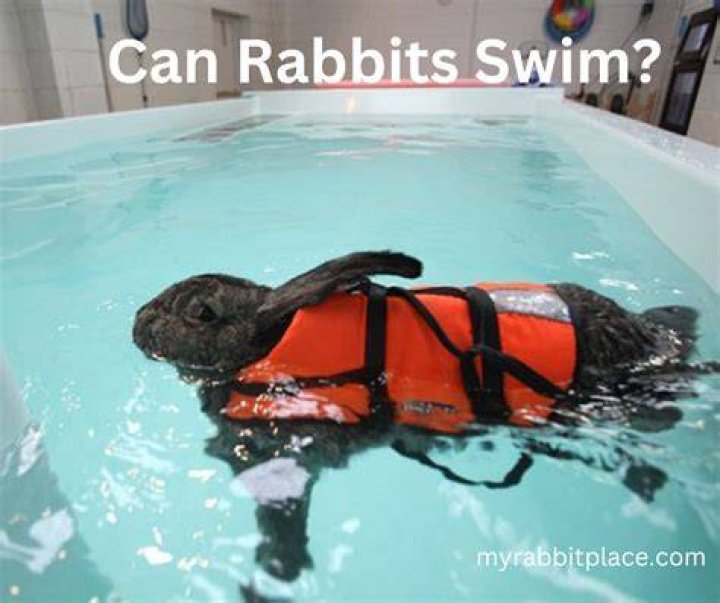 Can rabbits swim?