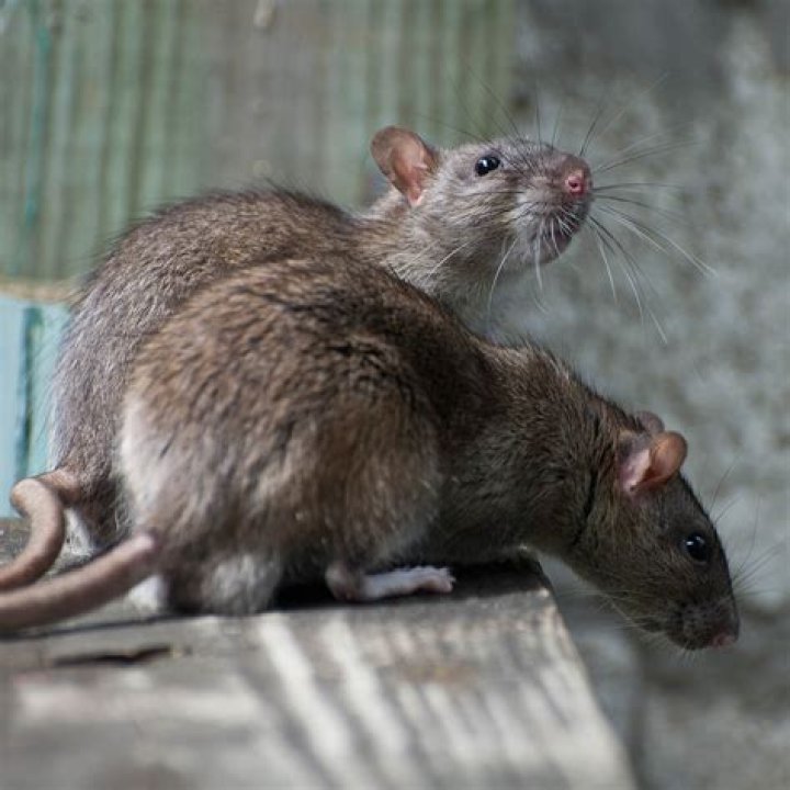Can rats get embarrassed?