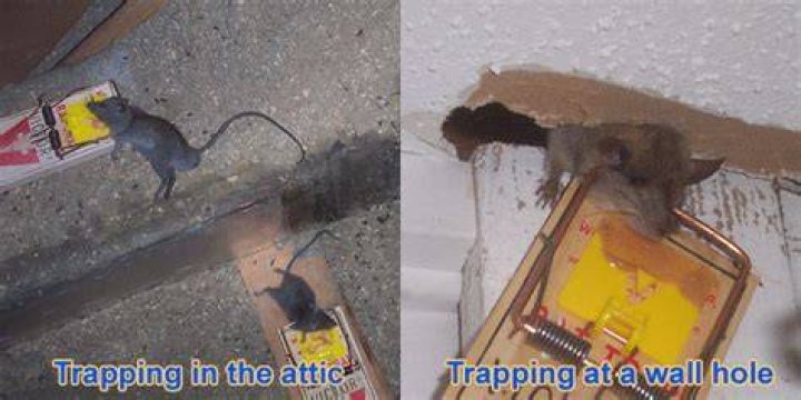Can rats go through walls?