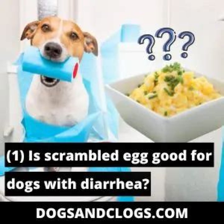 Can scrambled eggs cause diarrhea in dogs?
