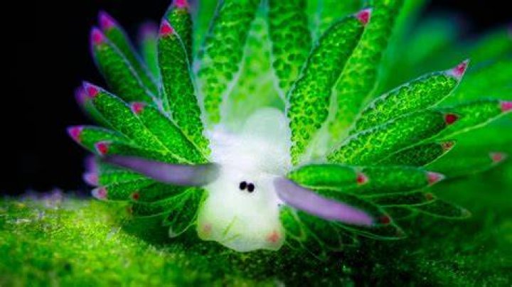 Can sea bunnies photosynthesize?