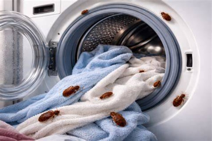 Can silverfish survive the washing machine?