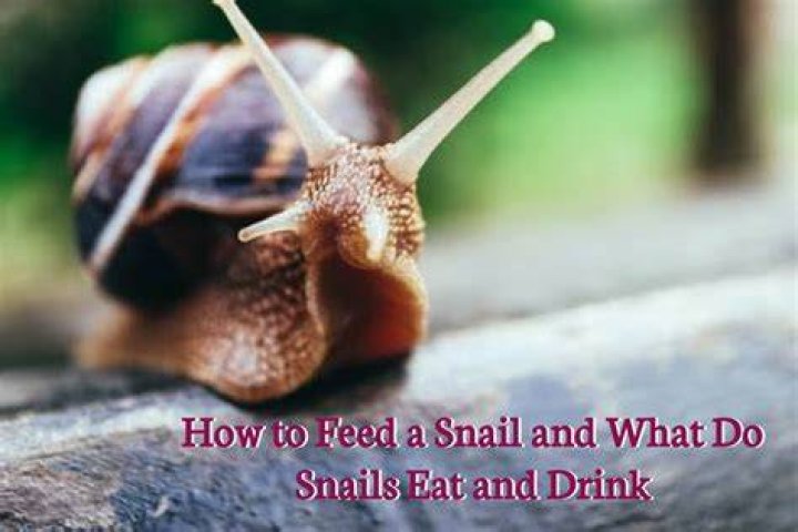 Can snails drink?